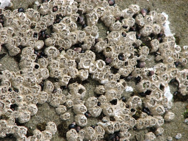 and barnacles, oh my!